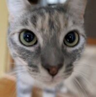 Alberni Veterinary Clinic