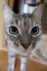 Alberni Veterinary Clinic